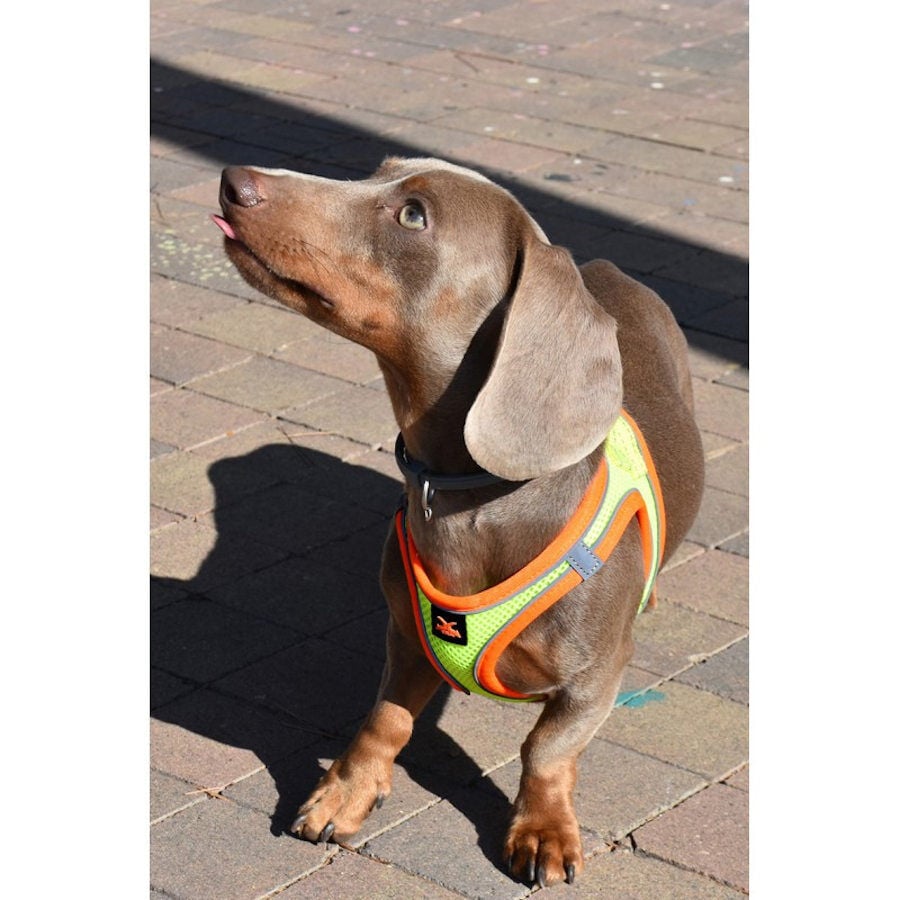 Nayeco X-TRM Neo Amarillo arn&eacute;s para perros, , large indicador imagen numero 3